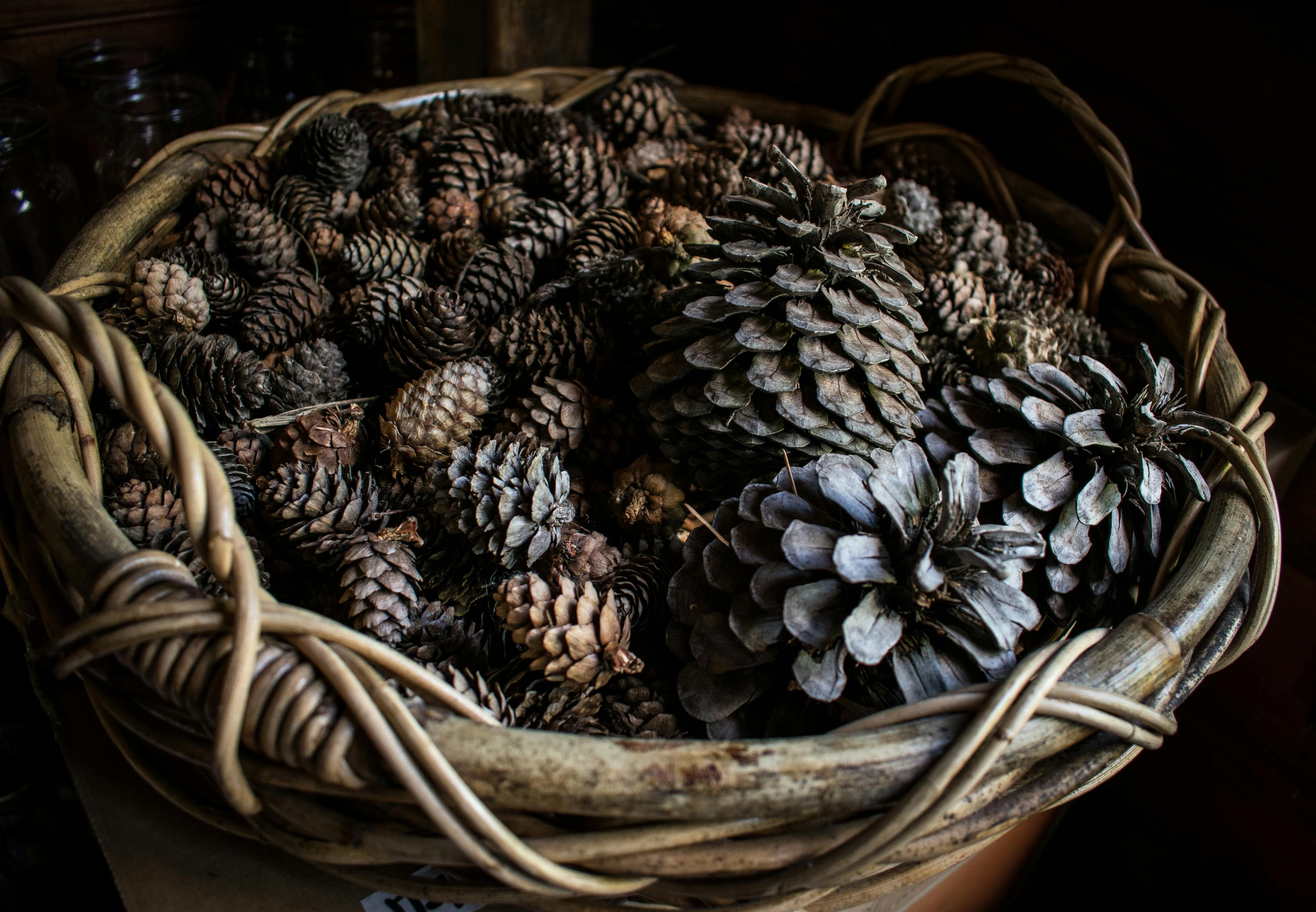Basket of pine cones