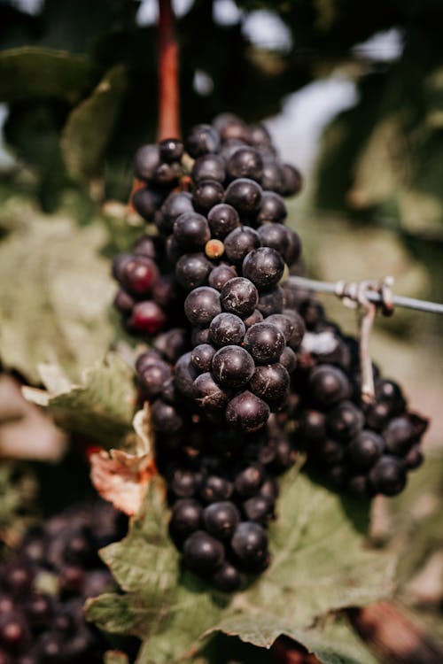 Close-up of Grapes on a Vine