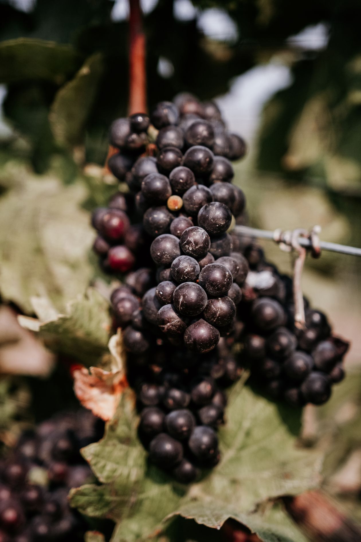 Dark wine grapes ripening on the vine at dusk