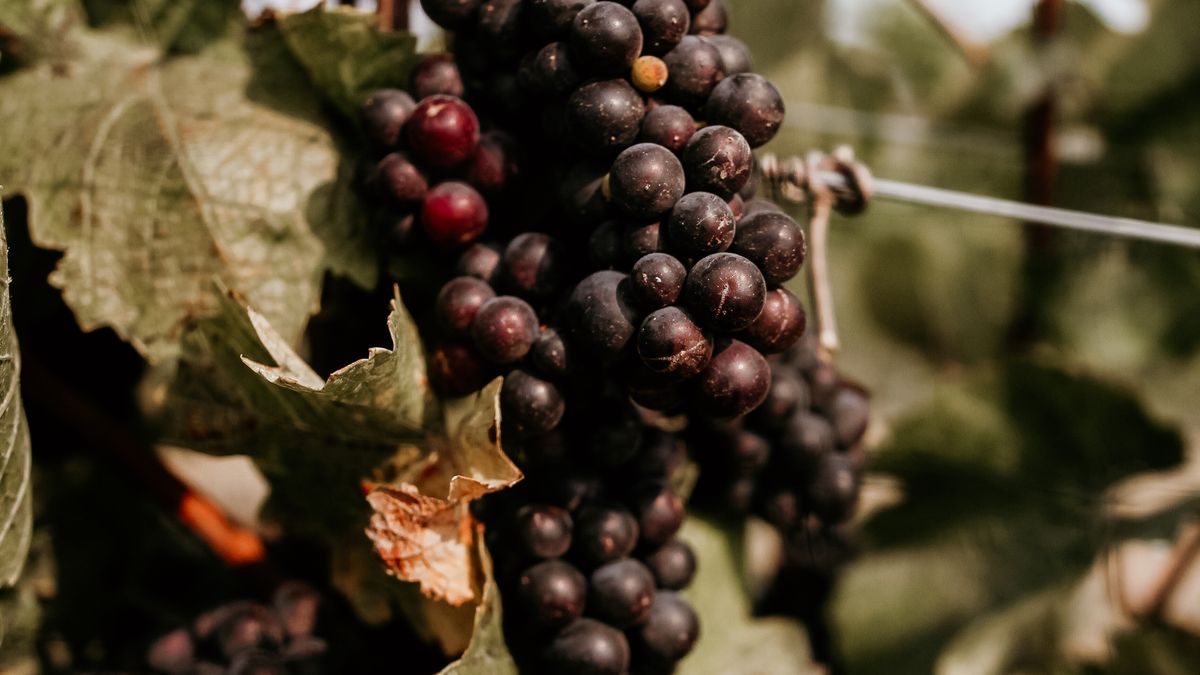 Les tendances des vins biodynamiques en AOC : une année de découvertes