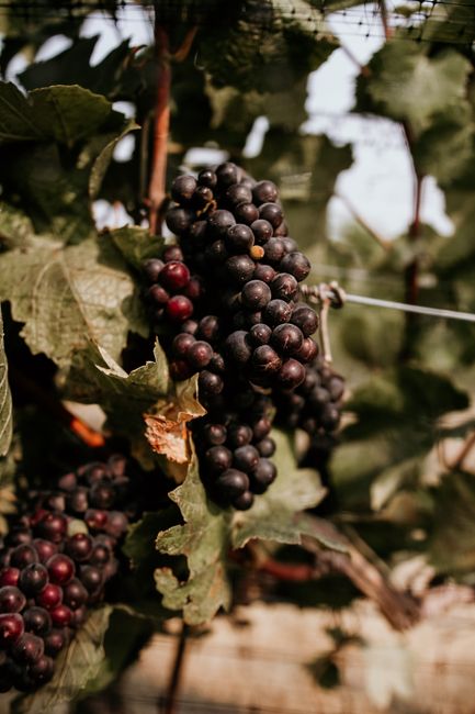 Close-up of ripe red grapes hanging on a vine in a Napa vineyard, perfect for red wine production.