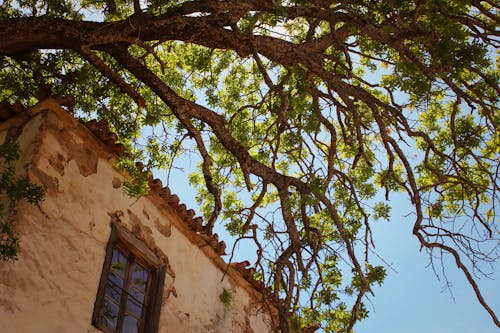 Fotos de stock gratuitas de árbol viejo, entrar, piedra