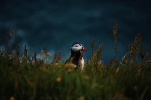 Atlantic Puffin in Grass on Pasture