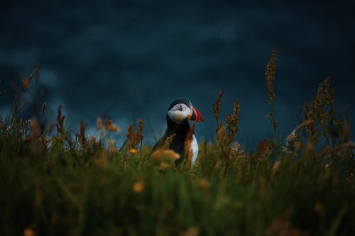 Kostenloses Stock Foto zu atlantischer papageientaucher, fratercula arctica, gras