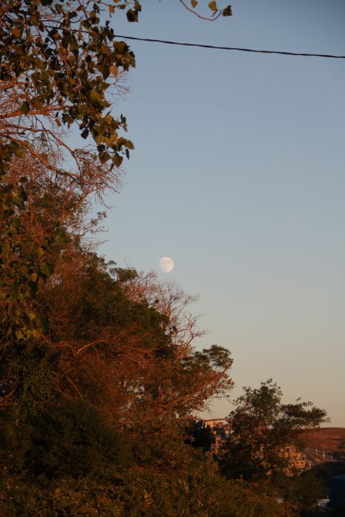 Free Capturing the serene moonrise over lush trees during dusk, highlighting nature's beauty. Stock Photo