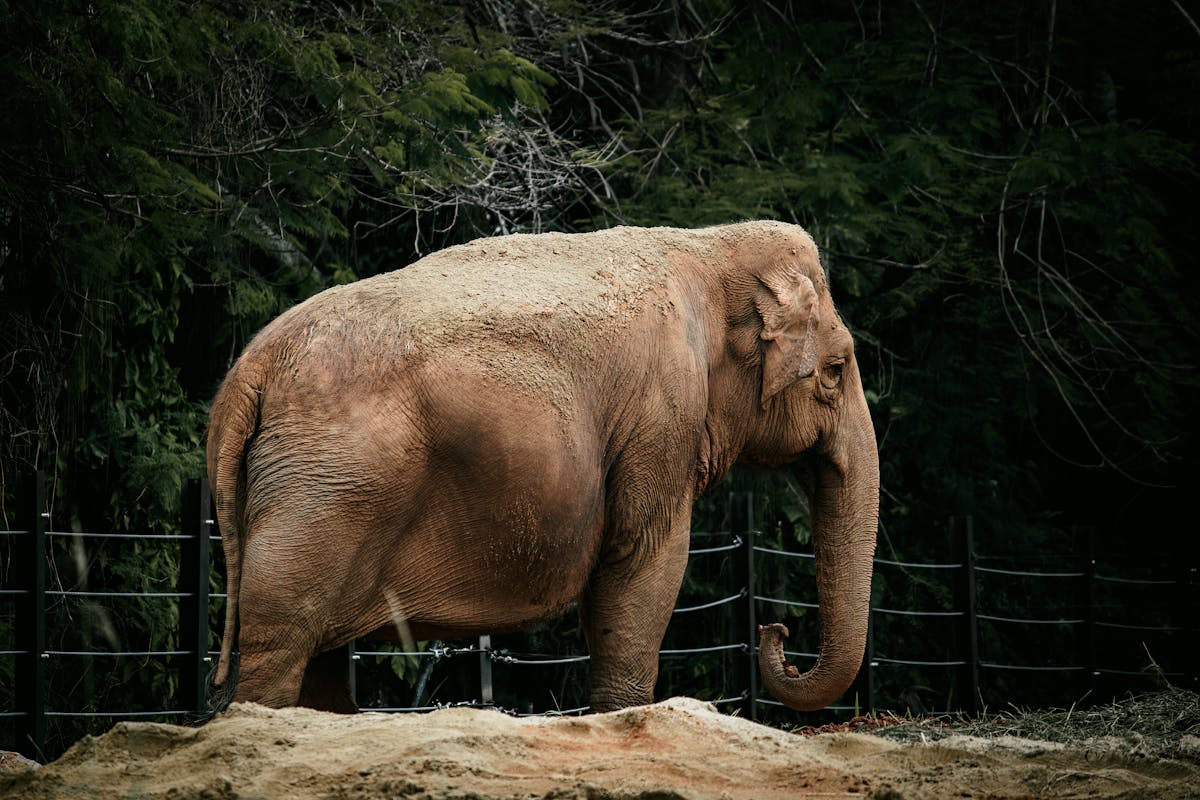 Sagging Boobs Photos, Download The BEST Free Sagging Boobs Stock Photos & HD Images