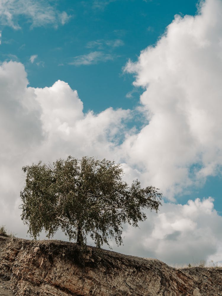 Tree Growing On Rock