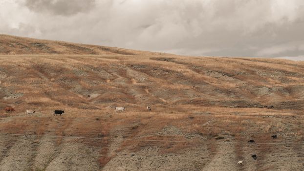 Herd of Cows and Goats Grazing Scorched Grass on a Hill Pasture