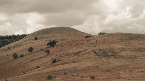 Foto d'estoc gratuïta de arbres, camp, paisatge