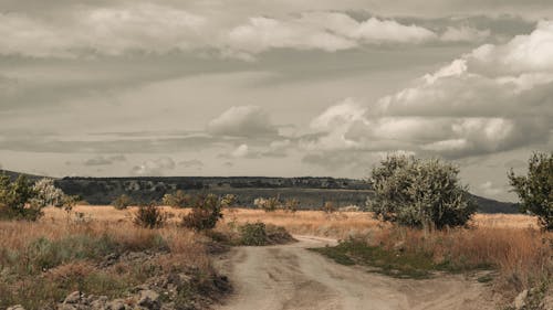 Foto d'estoc gratuïta de arbres, camí de carro, natura