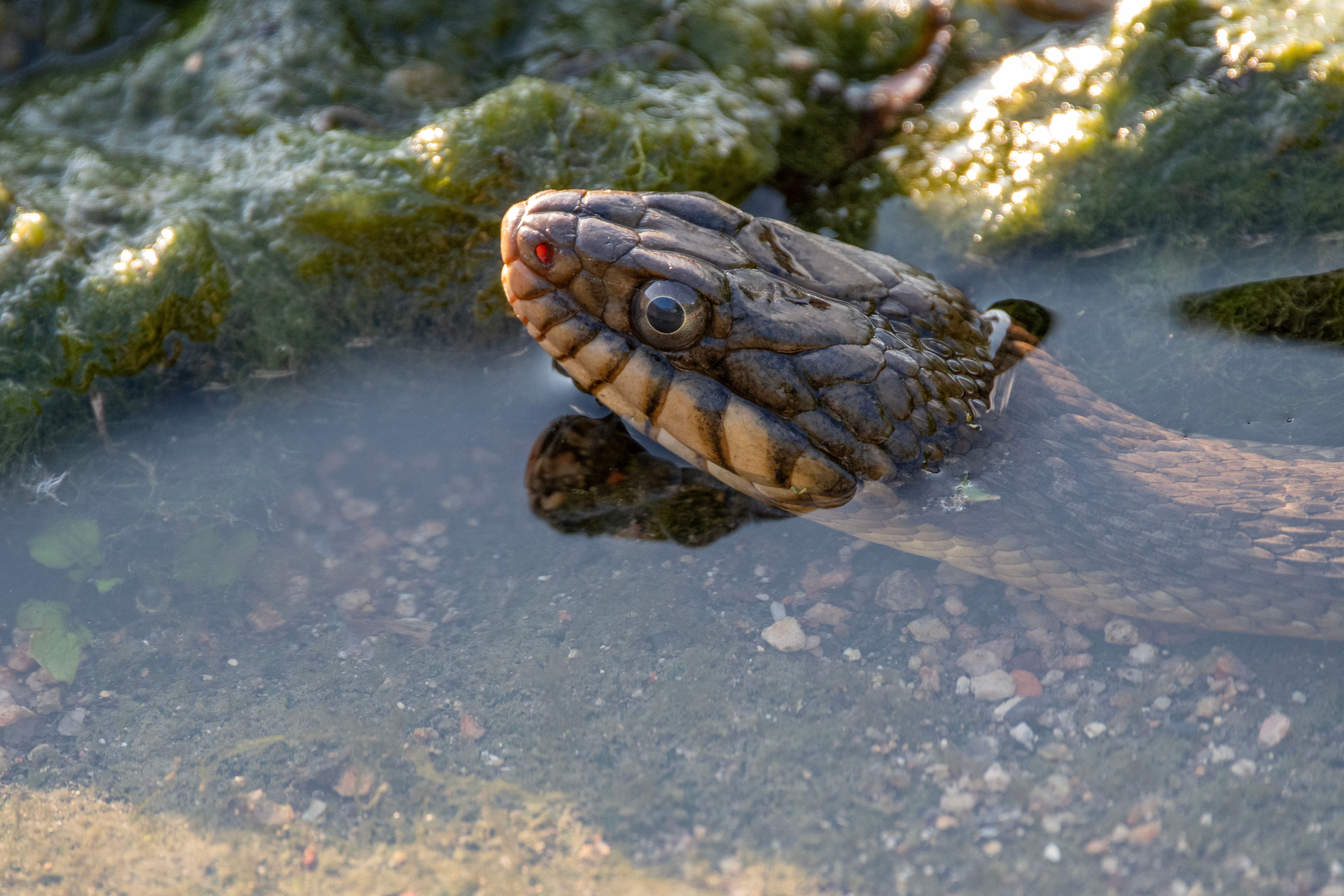 Detailed close-up photo of a snake partially submerged in water, surrounded by lush green algae.