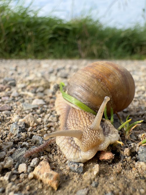 Snail and Centipede