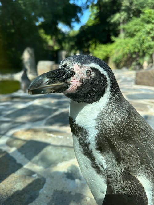 Kostnadsfri bild av pingvin