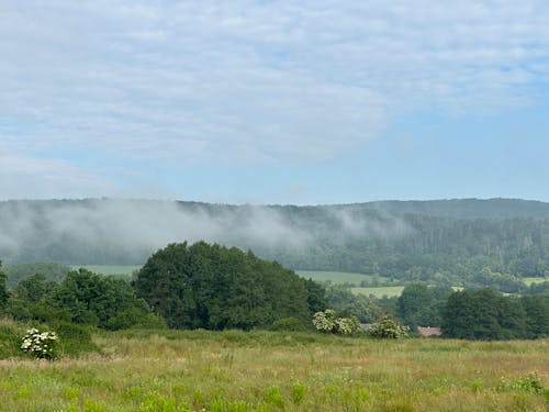 Fog in Countryside in Summer