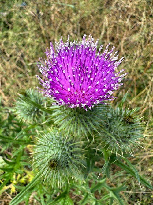 Kostnadsfri bild av blommande tistel, tistel