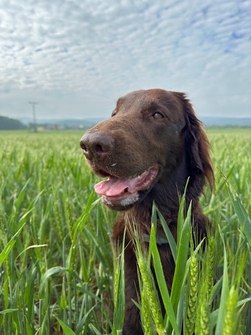 Kostnadsfri bild av brun, fält, hund