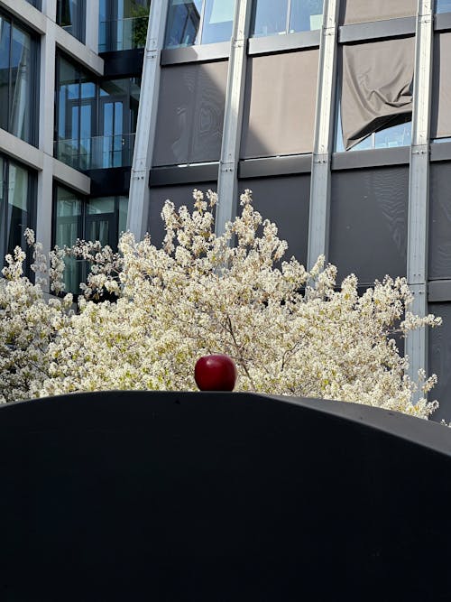 Apple on the statue