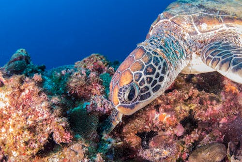 Δωρεάν στοκ φωτογραφιών με άγρια φύση, ζώο, κοράλλι