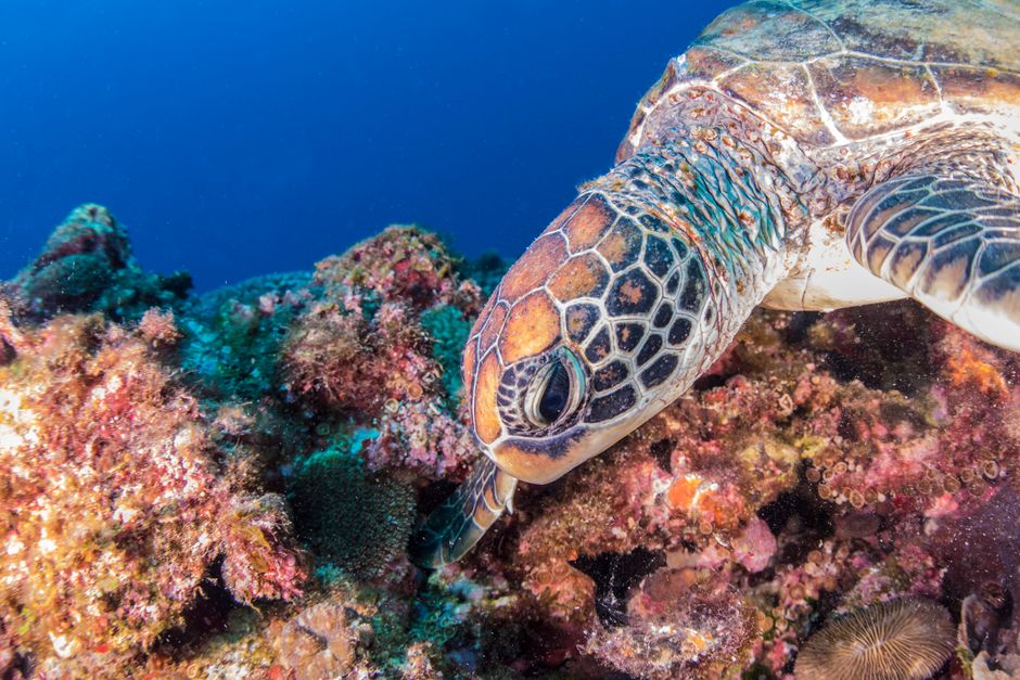 Close-up of a sea turtle swimming over vibrant coral reef, showcasing marine wildlife in tropical waters.