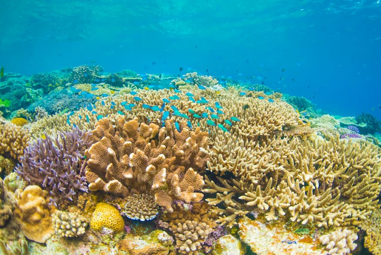 Coral Reef On Seabed