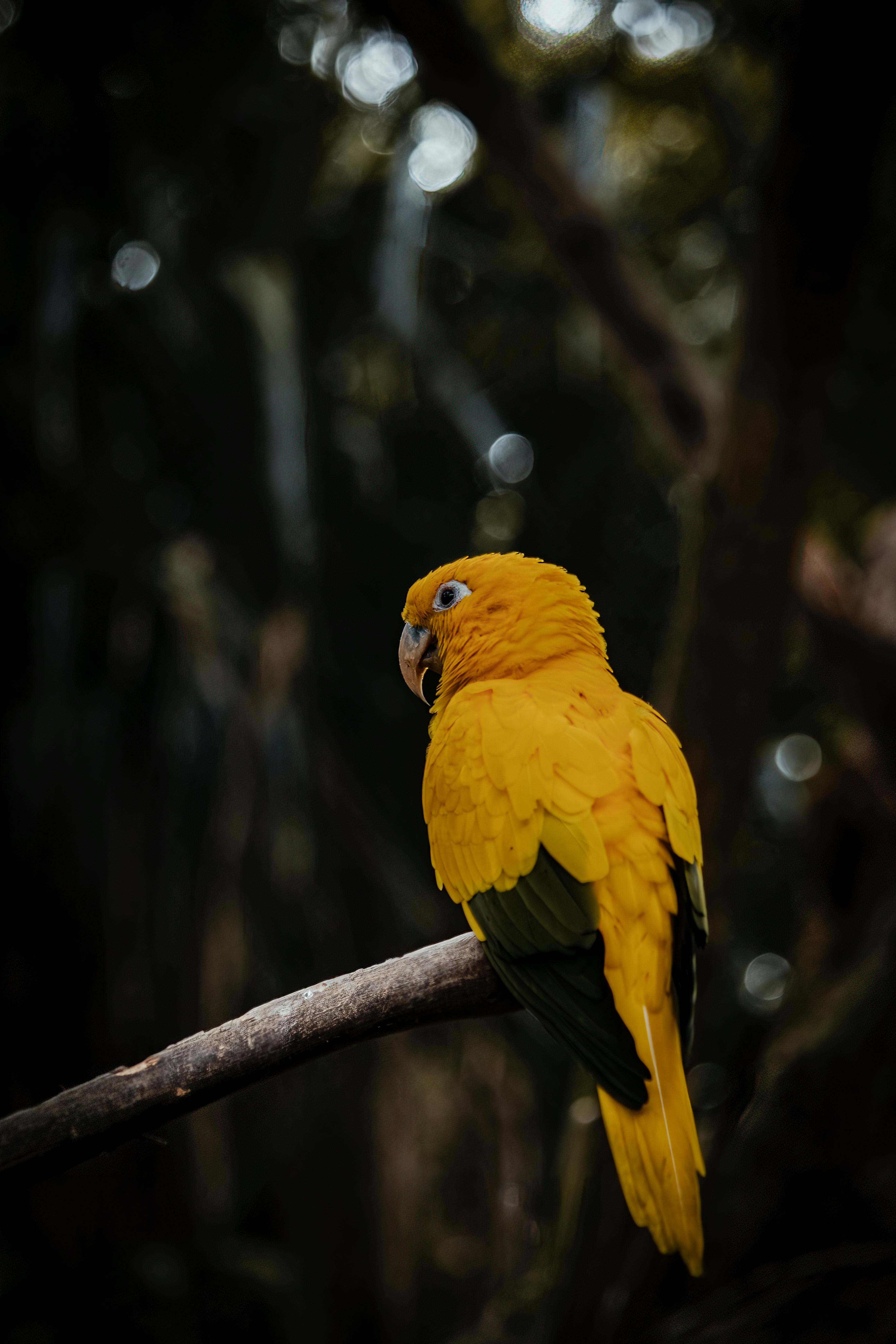 Vivid yellow parrot perched on a branch in a tropical forest, showcasing exotic wildlife.