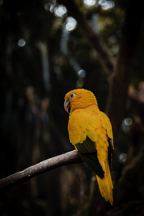 Fotos de stock gratuitas de animal, bosque, exótico