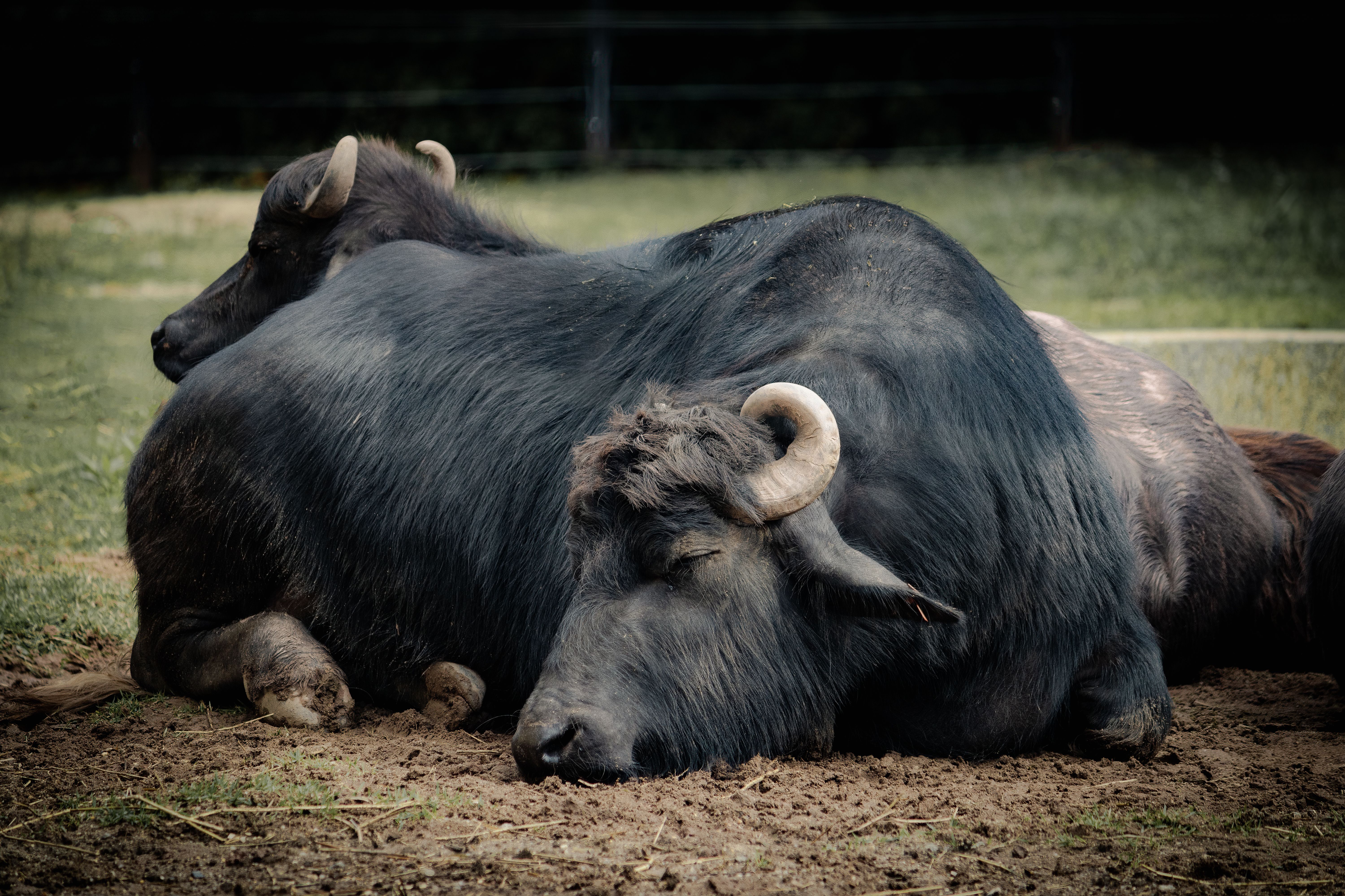 Bull Lying on Dirt · Free Stock Photo
