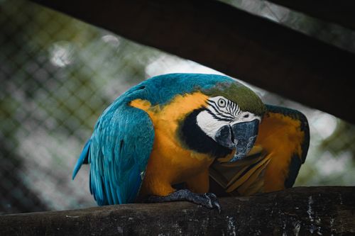 Free Close-up of a colorful macaw parrot sitting on a branch in a zoo environment. Stock Photo