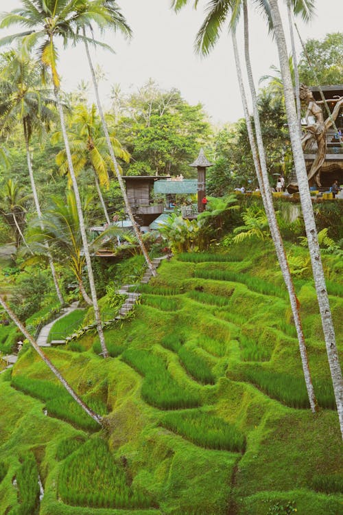 View of a Tropical Terrace Plantation and Palm Trees