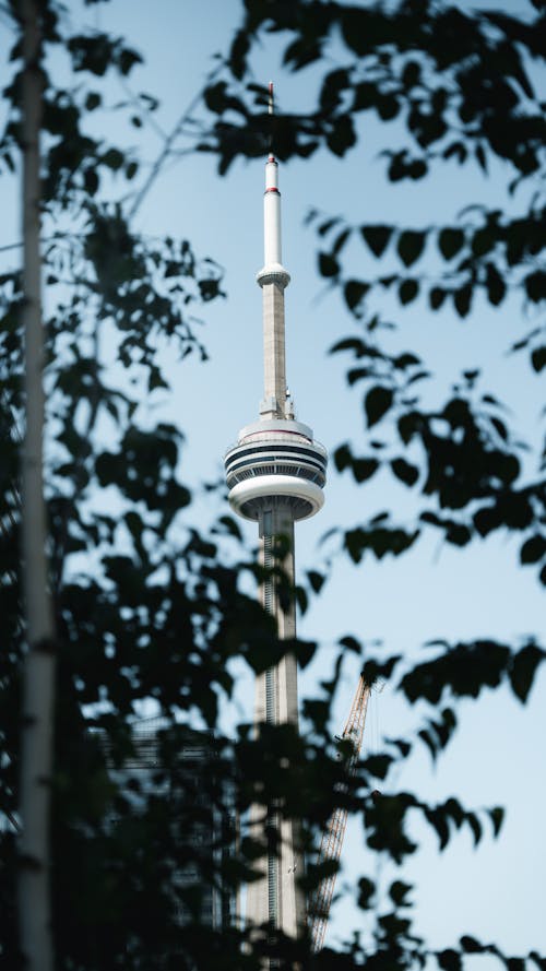 CN Tower from Between the Tree Branches