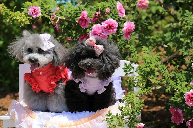 Dogs In Clothes And With Ribbons