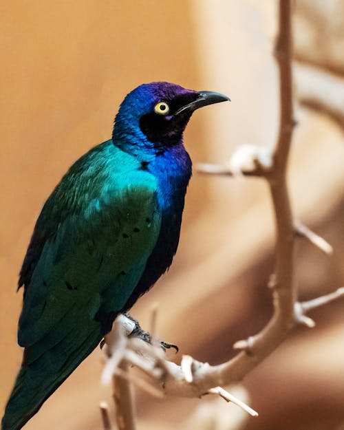 Blue Bird on a Branch