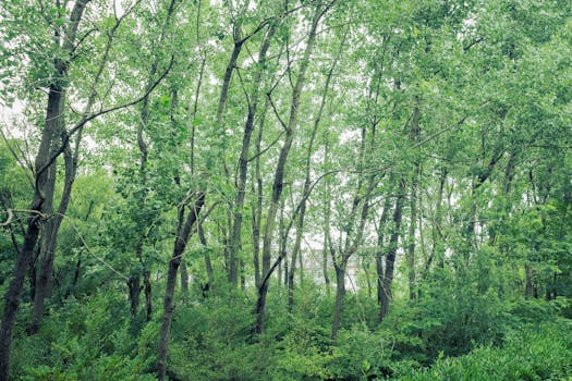 A serene view of a lush green forest with dense foliage and tall trees under a bright day sky.