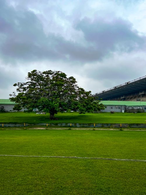 Free A very old tree inside TafabBalewa Crecket Field  Stock Photo