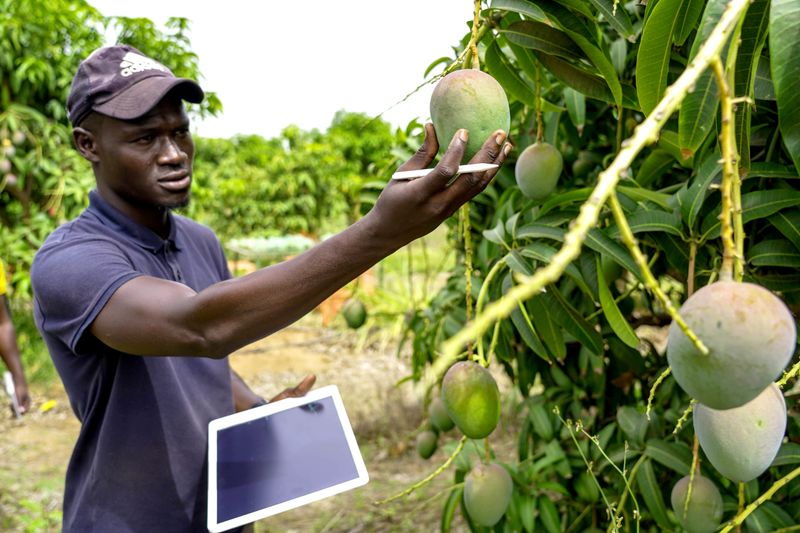 A farmer inspecting mangoes with a tablet