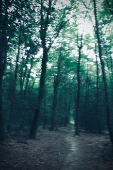 Blurred view of a forest pathway surrounded by tall trees in a serene and mystical setting.