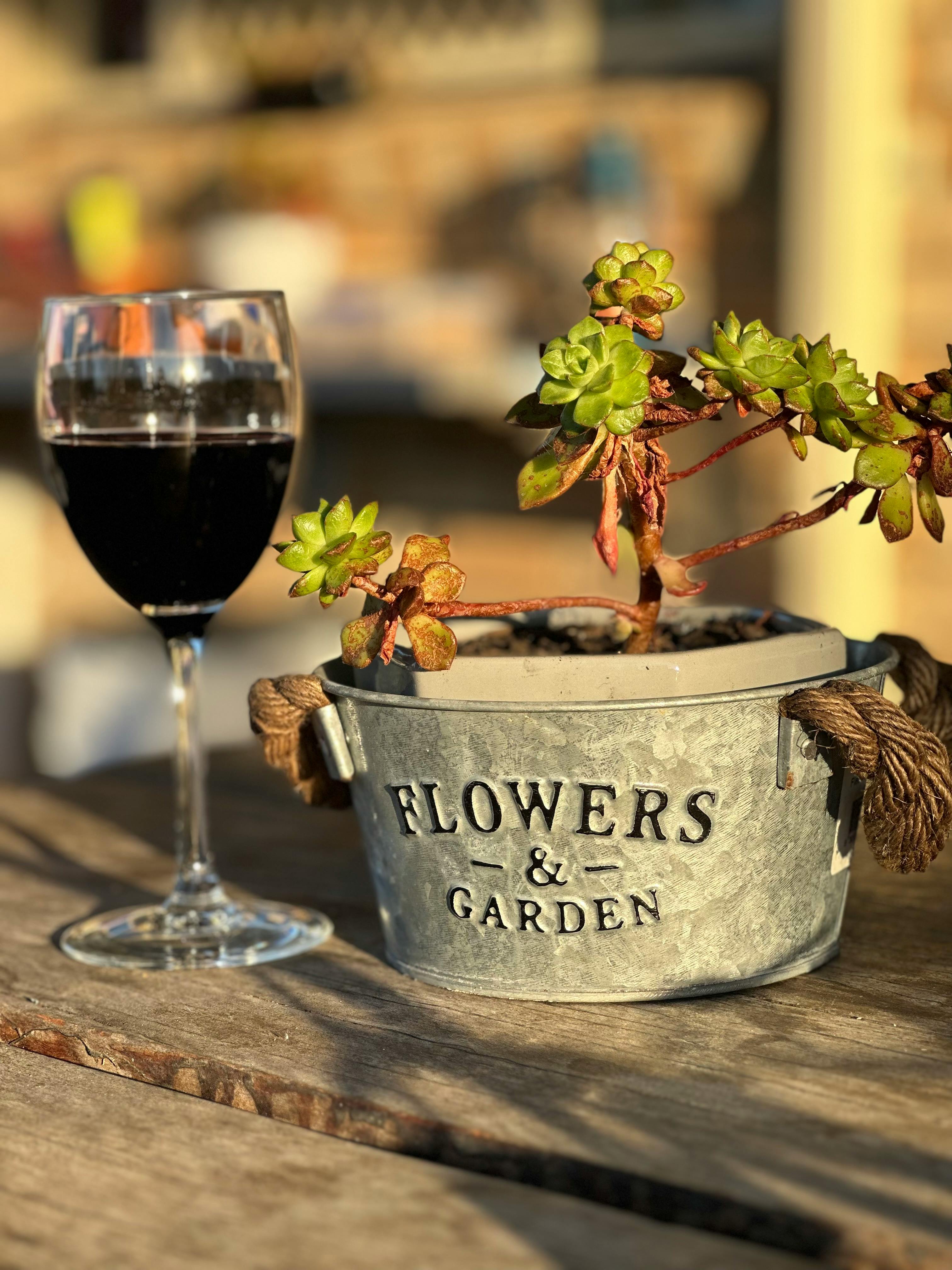 Sunlit scene with a potted succulent and a glass of red wine on a wooden table in Australia.