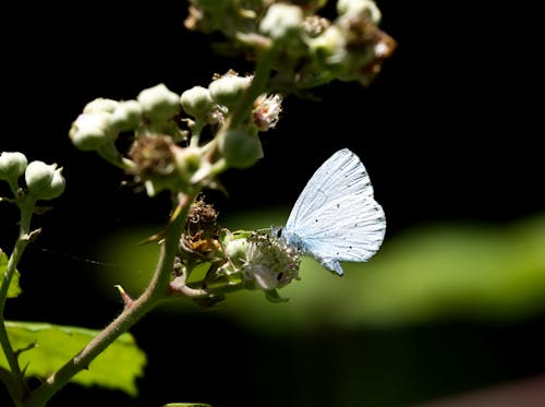 Blue Butterfly on a Green Plant with Buds