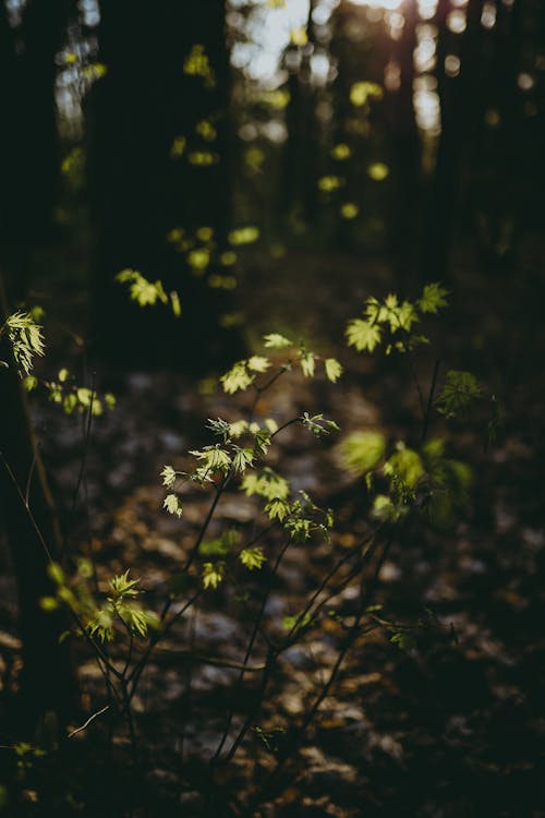 Close-up of a Small Plant with Bright Green Leaves in a Forest 