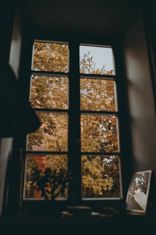 Kostenloses Stock Foto zu bäume, fenster, herbst