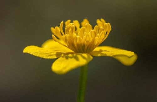 Yellow Stamens of Yellow Flower