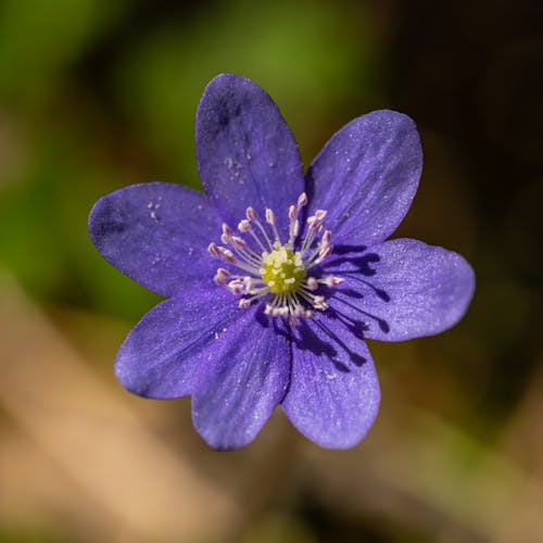 Ingyenes stockfotó extrém közeli, felülnézet, hepatica nobilis témában