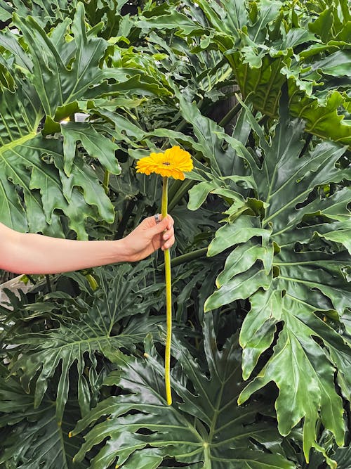 Hand Holding Flower over Philodendron Leaves