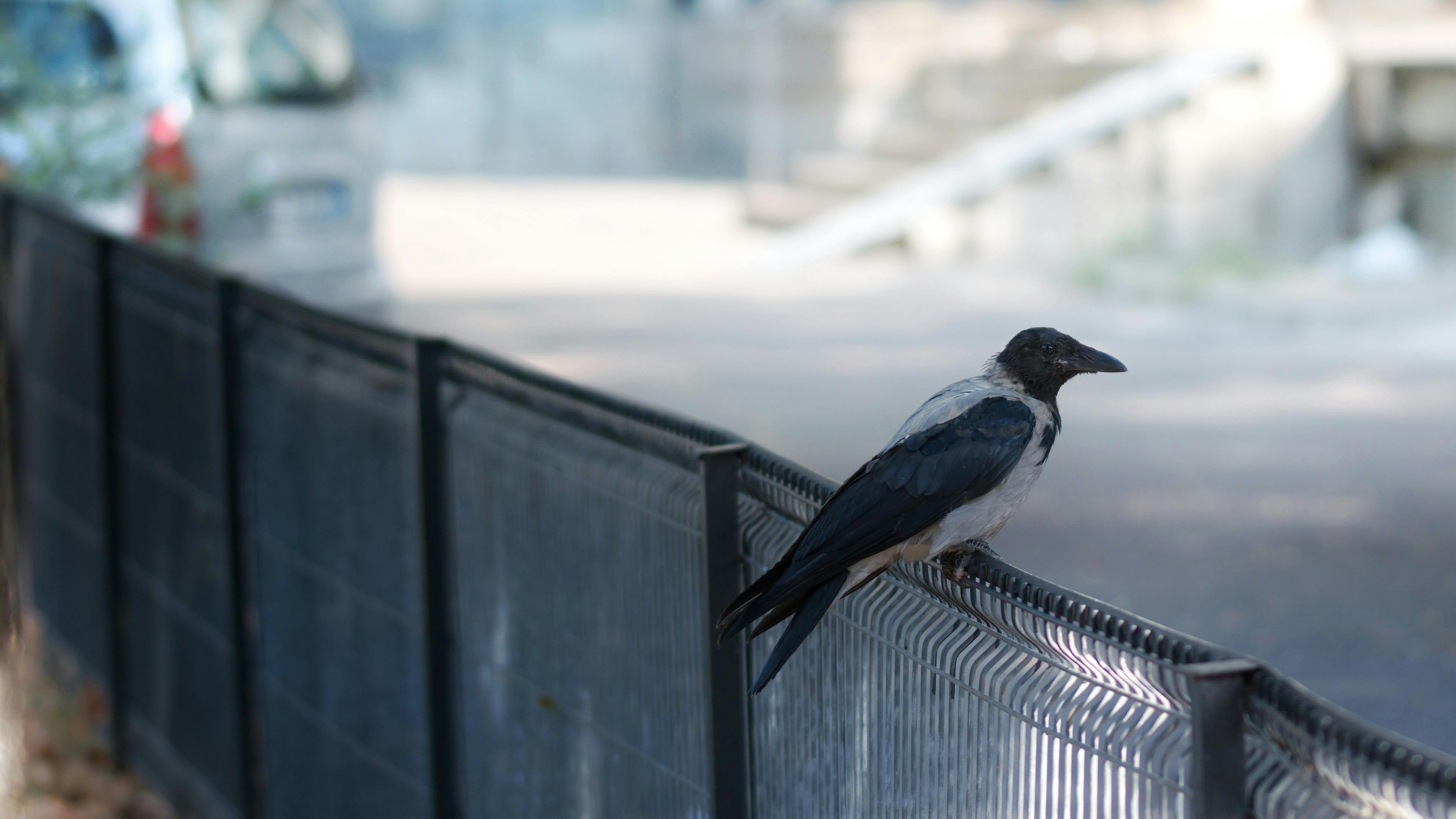 Free stock photo of bird on a fence, close-up, crow