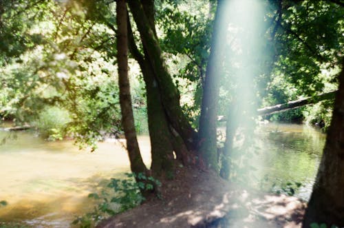 Kostenloses Stock Foto zu bäume, fluss, laub