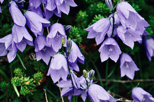 Free Close-up of vibrant purple bellflowers showcasing fresh blooms and delicate petals. Stock Photo