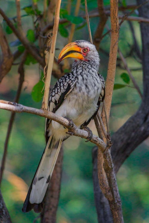 Close-up of a Hornbill Sitting on a Tree Branch 