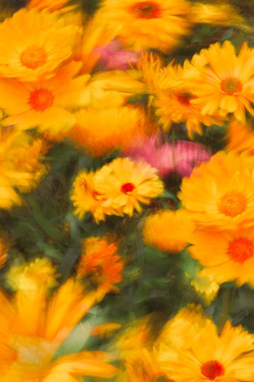 Free Bright and vibrant yellow daisies in an artistic blur, creating a dreamy floral scene. Stock Photo