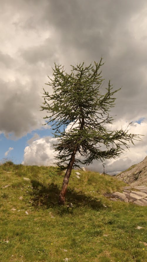 ağaç, bir başına, bitki örtüsü içeren Ücretsiz stok fotoğraf