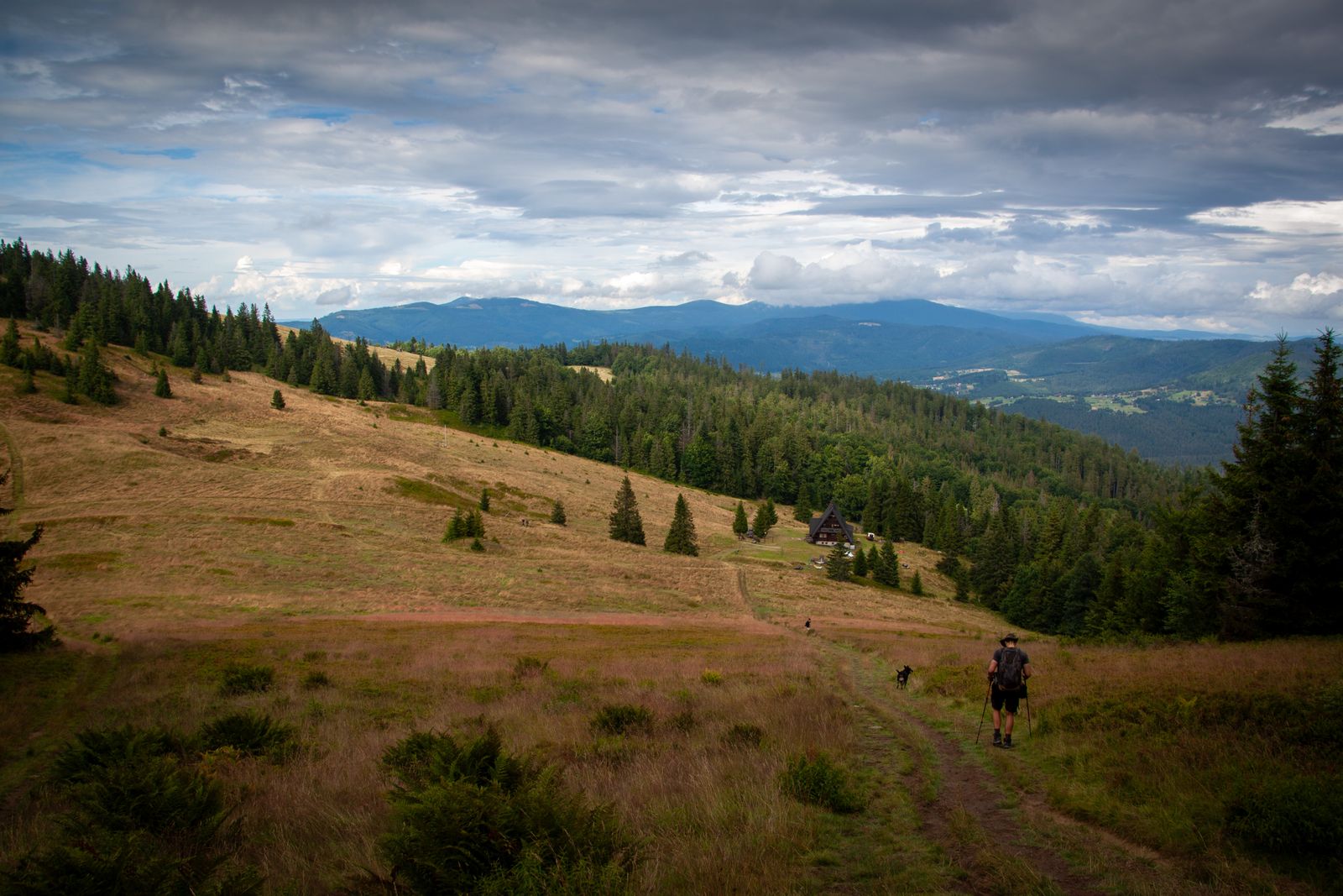 Upland pasture and conifer forest above a valley, photo by Paweł Kosmala on Pexels